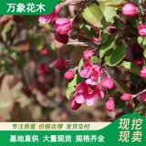 萬象花木 紅麗海棠 抗性強(qiáng) 開花繁密 城市街道綠地和礦區(qū)綠化