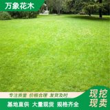 供应护坡草坪 狗牙根草 屋顶绿化 操场球场地被造景工程常用草