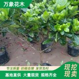 万象花木大叶栀子花园林绿化工程苗常绿灌木小区植被