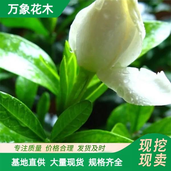 大叶栀子花