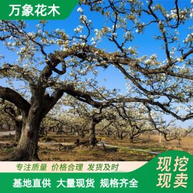 万象花木出售 3-6公分梨树苗 根系发达 树形优美 景区庭院种植