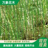 萬(wàn)象花木 花葉水蔥 優(yōu)良水生植物 具有園林觀賞價(jià)值