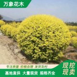 萬(wàn)象花木黃金枸骨盆栽常綠灌木植物狹葉冬青庭院陽(yáng)臺(tái)觀葉