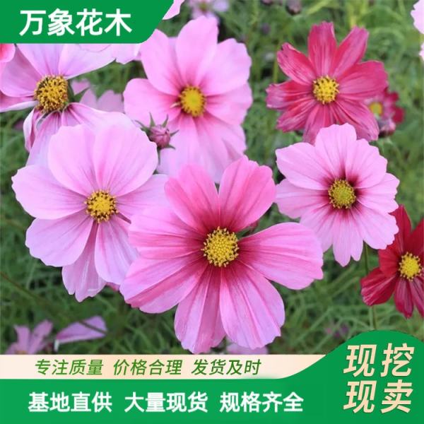 波斯菊