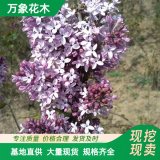 基地出售紫丁香球 耐寒花色鮮艷 庭園道路旁栽種花木