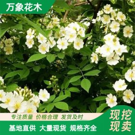 万象花木 野蔷薇 别墅园林造景绿化 阳台庭院种植