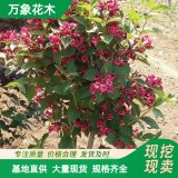 萬象花木 紅王子錦帶籬 適應(yīng)性強(qiáng) 抗逆性強(qiáng) 綠化美化植物