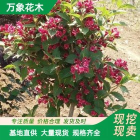 万象花木 红王子锦带篱 适应性强 抗逆性强 绿化美化植物