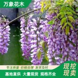 萬象花木 開東閣紫藤 喜陽光 直根性植物 庭院觀賞性好