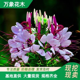 万象花木醉碟花花海工程苗庭院造景美观大方