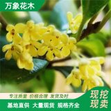 萬(wàn)象花木出售 銀桂樹(shù)苗 樹(shù)冠圓整四季常青 街道庭院觀賞樹(shù)