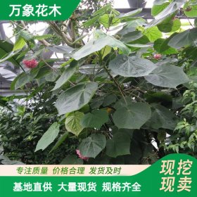 万象花木基地出售 非洲木芙蓉花苗 吊芙蓉绿化苗木 粉球花