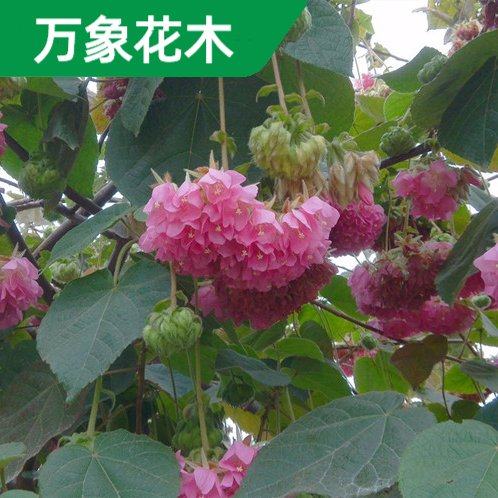 非洲木芙蓉花苗