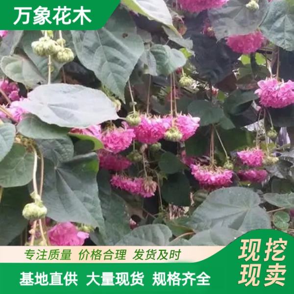 非洲木芙蓉花苗