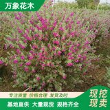 红花玉芙蓉苗 池边水岸栽植 庭院绿篱 花坛花镜切花材料