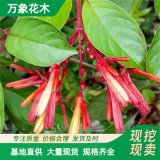 萬象花木供應(yīng)希美麗 適應(yīng)性強生長速度快 園林配植盆栽觀賞