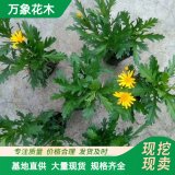 萬(wàn)象花木木春菊苗扁紅海棠扁棱海棠耐園林綠化公園?；ㄑb飾