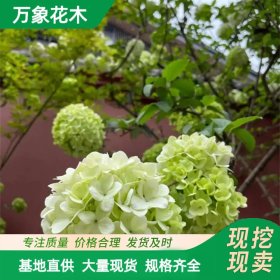 万象花木 欧洲木绣球 喜温暖湿润气候 园林绿化和观赏树种