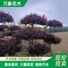 基地密枝红叶李篱 工程苗园林绿化彩叶植物苗 园林绿化苗木