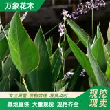 基地出售水竹芋苗 株形美觀 葉色翠綠 水景綠化 陽(yáng)臺(tái)盆栽