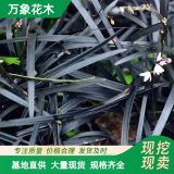 四季常綠 黑 麥冬草地被植物 公園綠化花境配置黑色沿階草