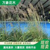 基地出售 紫田根 園林庭院造景植物 道路綠化色塊苗木