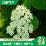 長期供應(yīng)莢迷花 別名紅子仔 果實多 花葉大 為觀賞佳木 基地