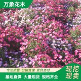 基地大菊花 荷蘭菊四季開(kāi)花 工程綠化植物 陽(yáng)臺(tái)庭院綠化造景苗