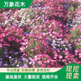 基地大菊花 荷兰菊四季开花 工程绿化植物 阳台庭院绿化造景苗