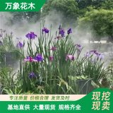 萬(wàn)象花木 大花菖蒲 耐寒喜水濕 多年生草本植物