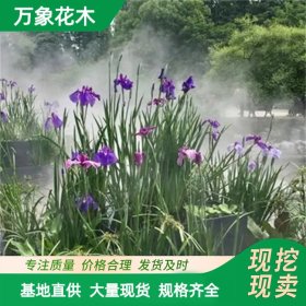 万象花木 大花菖蒲 耐寒喜水湿 多年生草本植物