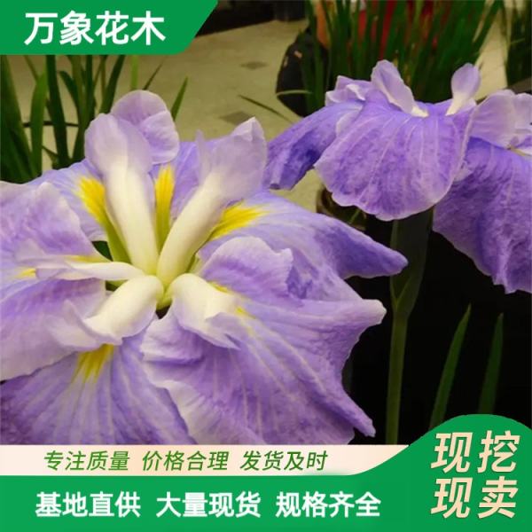 大花菖蒲