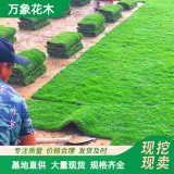 萬(wàn)象花木果嶺草草坪草皮四季常青耐踐踏養(yǎng)護(hù)簡(jiǎn)單