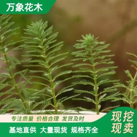 万象花木 穗状狐尾藻 多年生沉水草本 根状茎发达 观赏性佳