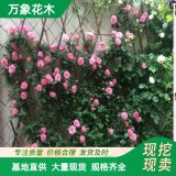 供應(yīng)爬藤月季 安吉拉 墻架棚體造景工程苗 花鏡花海栽植工程苗