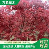 萬象花木出售 自由人槭 阿姆斯特朗 生長速度快 公園人行道庭蔭樹