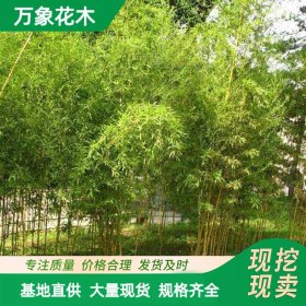 基地出售 绿化工程 刚竹 道路小区造景植物 道路旁色块绿篱