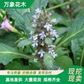 万象花木 多花筋骨草 多年生草本植物 常绿观叶 观花地被植物