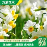 萬象花木出售水仙苗 花白色香 生命力強(qiáng) 園林景區(qū)造景