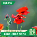 萬象花木虞美人 多年生草本 叢生近無莖葉根生