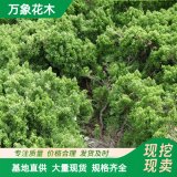 龍柏 嫁接 柏球 小苗 園林綠化花苗 景觀行道片植 叢植觀賞樹