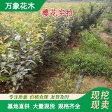 櫻花樹苗當(dāng)年開花 風(fēng)景樹園林植物喬木 重瓣紅色觀賞樹苗