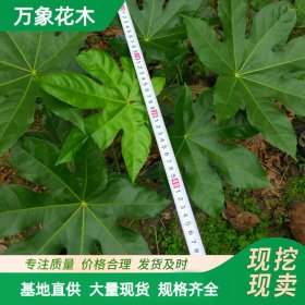 八角金盘 景区园林地被绿化造景工程苗木 花坛花镜配植