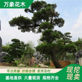 苗圃出售 黑松 园林植物 道路小区绿化 庭院景观观赏植被