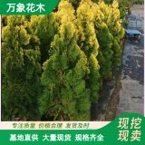 苗圃出售 黃金花柏 園林綠化工程苗 庭院小區(qū)觀賞綠植 美麗