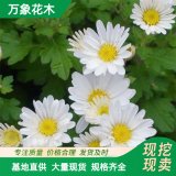 萬象花木出售野菊花 花海工程打造苗 園林庭院造景