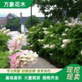 萬象花木歐洲莢蒾木繡球白色大花球庭院花園盆栽