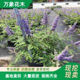 穗花牡荊 大小杯苗 別墅小區(qū)綠化苗木 園林觀賞花卉植物