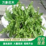 基地销售 荠菜 新鲜种植 蔬菜农家儿时野菜 现摘