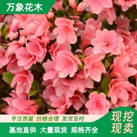 地被 西洋鹃小苗盆栽毛杜鹃花庭院花卉阳台盆栽常绿性